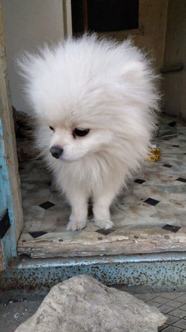 it adları erkek: Şpitz, 10 ay, Erkek — 3