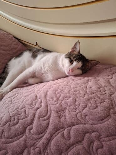 pişik sumkası: Yaxşı əllərə — 1