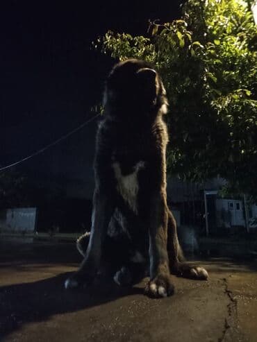 где можно купить собаку мальтипу: Кавказская овчарка, Самец — 4