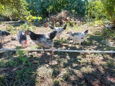 домик для большой собаки: Toyuq, Damazlıq — 3