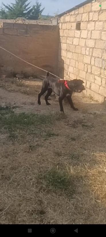 İtlər: Kane-Korso — 3