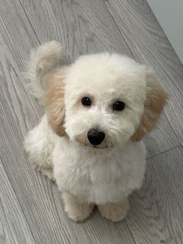 it yalı: Pudel, 2 ay, Erkek — 5