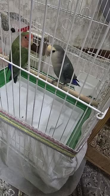 quslar type 1: Nrazlucnik erkey disidi bir balasi var yeke kletkadadi kletkanin ozun — 2