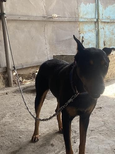 it ucun evler: Doberman, 1 il, Dişi, Peyvəndli, Ünvandan götürmə — 4