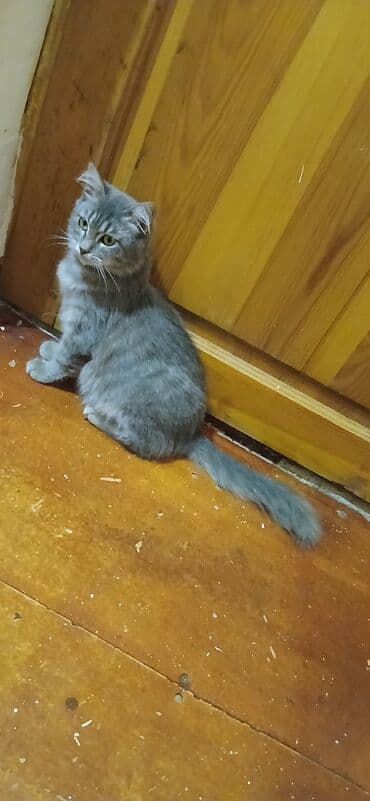 cins pişik: Yaxşı əllərə — 4