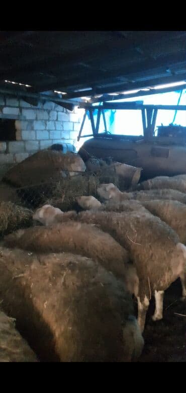 Грызуны: Qoyun sürüsü satılır - Növ: yerli ətlik/yunlu qoyunlar (ağ başlı — 3
