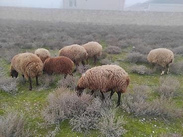 Dişi, Qala, il: 2, 75 kq, Damazlıq, Ünvandan götürmə