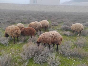 Kənd təsərrüfatı quşları: Dişi, Qala, il: 2, 75 kq, Damazlıq, Ünvandan götürmə — 1