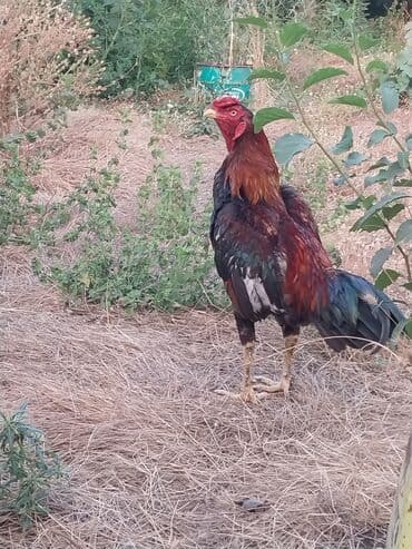 Xoruzlar: Xoruz, Heyratı, il: 1, Pulsuz çatdırılma