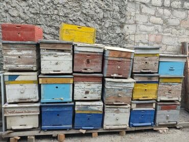 pişik qiymətləri: Arı 🐝 yeşikləri satılır.Yaxşı vəziyyətdədi.10-12 ramka Tutur.Qiyməti — 5