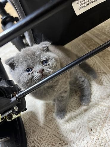 koker spaniel satilir: Şotland, Dişi — 2