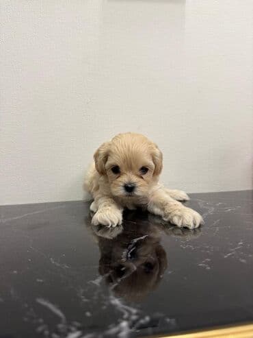 где можно купить собаку мальтипу: Pudel — 6