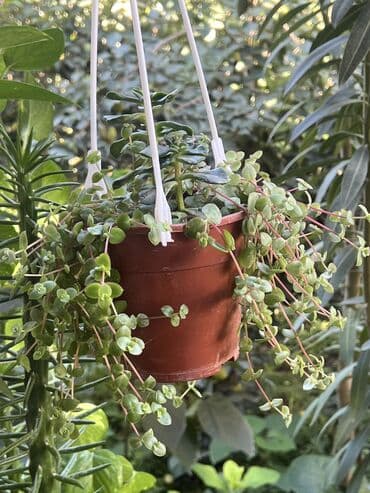 продажа комнатных растений: Her nov guler var endirimnen verecem Gencedi istiyen yazsin satiş — 34