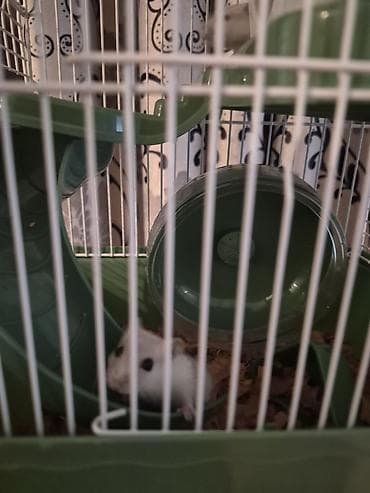 Daşıma çantaları: Ağ 2 eded Kiçik xamyak qəfəs və aksesuar dəsti.Baladirlar.Qarayevden — 5