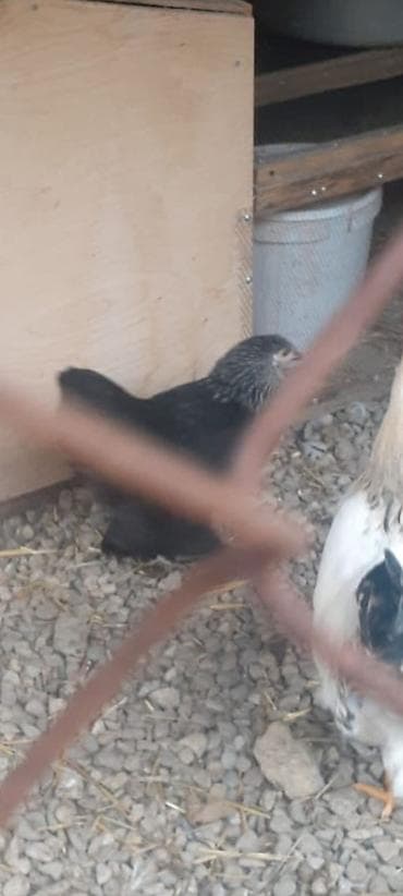 Balıqlar: Yumrta - Rənglər: ağ-qara (kolumbiya naxışlı), qara və qırmızı-ala — 3