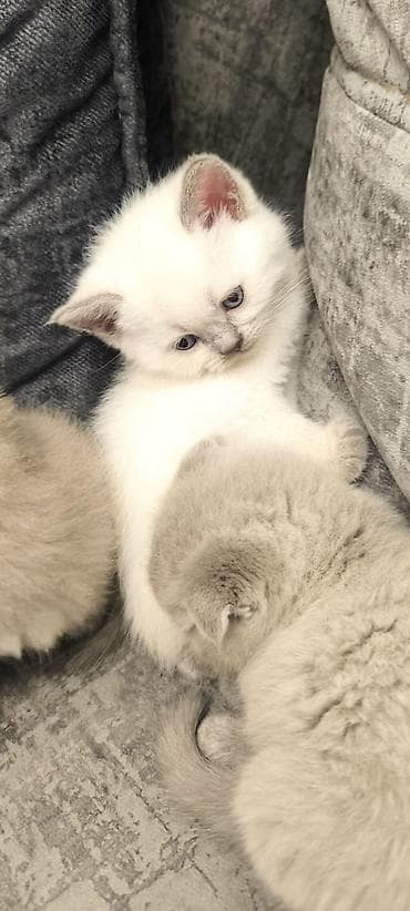 pişik pers: Britan, Yaxşı əllərə — 5