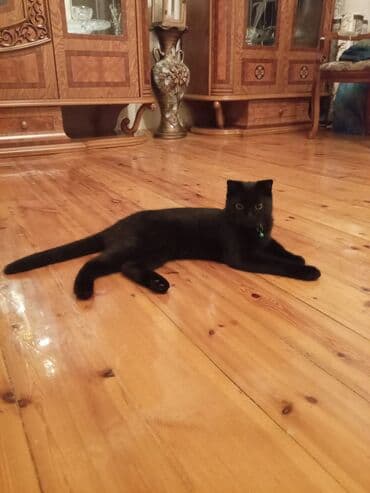 heyvan geyimleri: Şotland yastı qulaq, Erkək, Yaxşı əllərə — 1