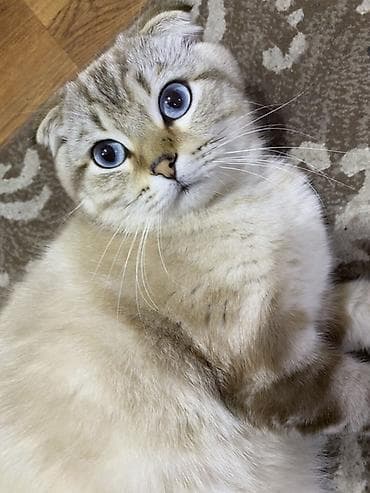 dana heyvan: Шотладская вислоухая — 1