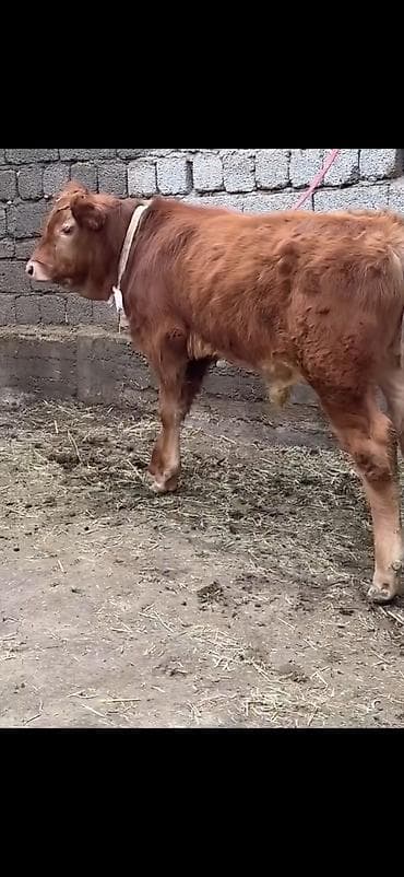 erkəy danalar: Qırmızı-qonur rəngdə, uzun tüklü gənc buğa balası (erkək danalıq) — 4