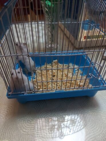 енот в баку купить: Грызуны — 5