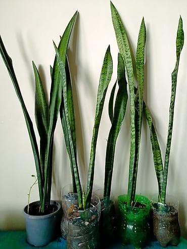 ciledagi bitki: Dibçeksiz adi qabda 5 manat. Gül açan növüdür.Sansevieria zeylanica — 7