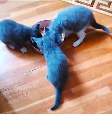 pişik erkek: Britan, Erkək, Dişi — 5