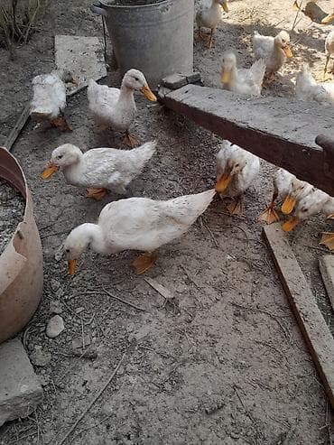 Digər quşlar: Iyun ayının 10 cıxıblar secme 5.üst üstde 4 manatdan vererem — 4