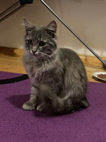 pişik balası verirem: Meyn-kun, Dişi, Ünvandan götürmə, Pulsuz çatdırılma — 2