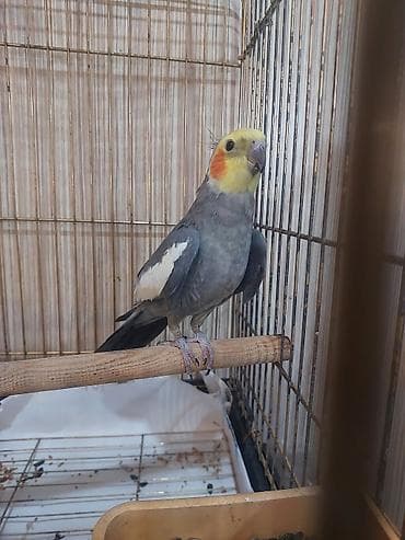 Другие птицы: Hazir erkey karela tam saglam aktiv qusdu tek oldugu ucun satilir — 1