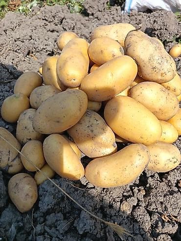 şaxta baba sekili: Təza çıxıb tamiz Kübra siz kartof du tamiz torpaqda etişan kartof du — 2