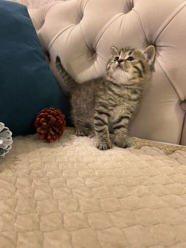 siam pisiyi haqqinda: Britan, Erkək — 2