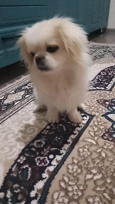 Собаки: Пекинес, 8 месяцев, Самка, Бесплатная доставка — 4