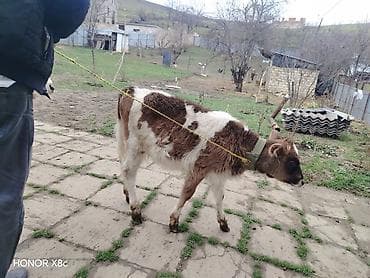 Gəmiricilər: Salam Allah her kesin malna bereket 3 cü qarına balalıyıb super — 1