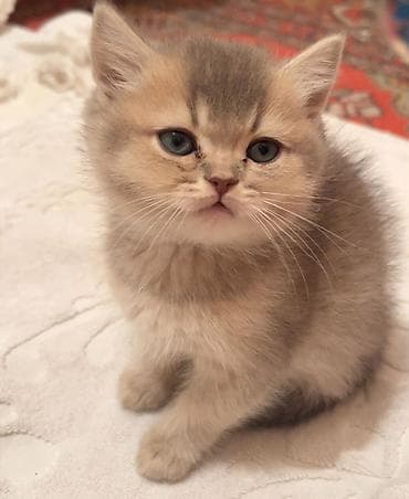 İtlər: Britan, Erkək, Dişi, Yaxşı əllərə, Pulsuz çatdırılma, Ödənişli çatdırılma — 5