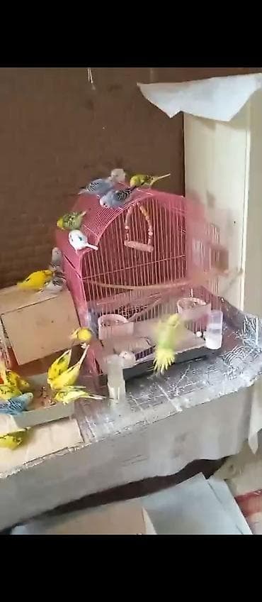 gene ucun derman: Heyvanlar üçün dərmanlar — 2