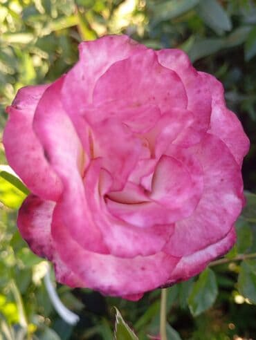 oğlan şəkili: Məhsul: Gül kolları (qızılgül) Təsvir: - Şəkillərdə müxtəlif rəng və — 4