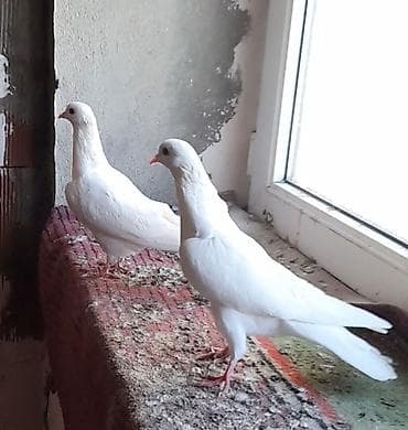 ebabil quşu: 5 manatdan 3 dene tutulma var istiyen olsa vatsapa yazar vidyosunu — 3