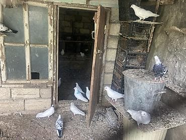 muhabbet quş: Ağ və qarışıq rəngli ev göyərçinləri – dam və həyət üçün - Növ: ev — 4