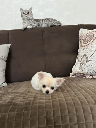 argentin dogu: Çixuahua, 2 ay, Erkek, Peyvəndli — 2