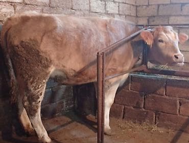 Damazliq kimi satılır qan şaroledi Bilen Bilir Başı Boş adamlar