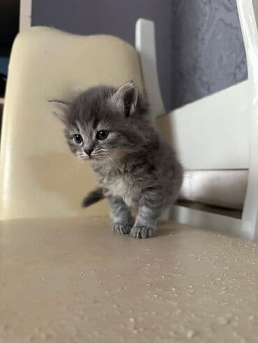 сколько стоит британский котёнок: Британская, Самка, Самец, В добрые руки, Бесплатная доставка — 1