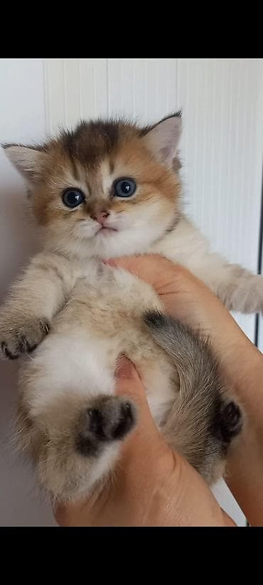 koska: Qızıl şinşilla, Dişi — 2