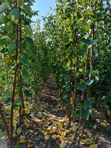 meyvə ağacı: Her sor tinglermiz movcuddur yerli və xarici sortlar var sortlara — 5