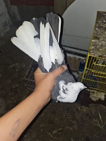 Bülbüllər: Müxtəlif rənglərdə iki göyərçin təklif olunur. Biri gənc, qəhvəyi, boz — 15