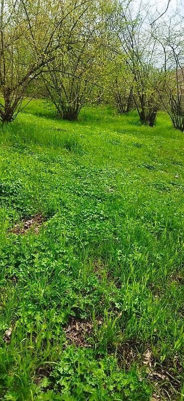 недвижимость в баку: 10 соток, Для сельского хозяйства, Купчая — 4