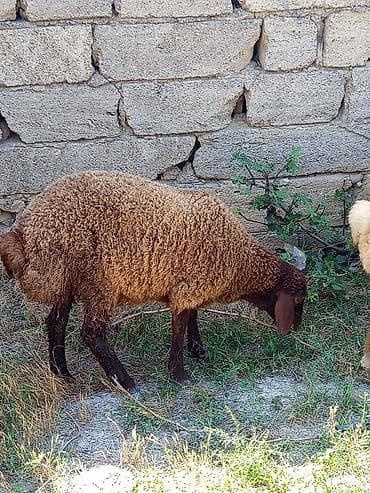 qoyunlar: Qoyun – yerli cins, tünd-qəhvəyi yunlu - Növ: qoyun (qəhvəyi yunlu — 2
