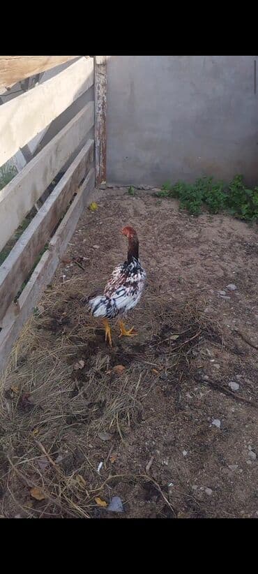 Xoruz, il: 4, Ünvandan götürmə