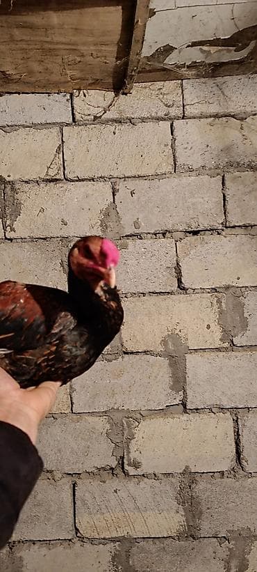 Bu qiymete prastoy xoruz yoxdu hec tecili satilir iyul becesi daş at lalafo.az Bu qiymete prastoy xoruz yoxdu hec tecili satilir iyul becesi daş