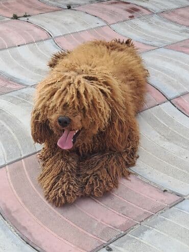 qızıl quş: Pudel, Erkek — 4