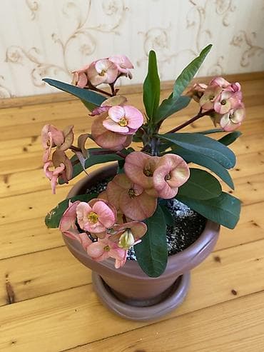 elde gul sekilleri: Məhsul: Euphorbia milii (Tikanlı Tac) – saksı bitkisi Təsvir: - — 2